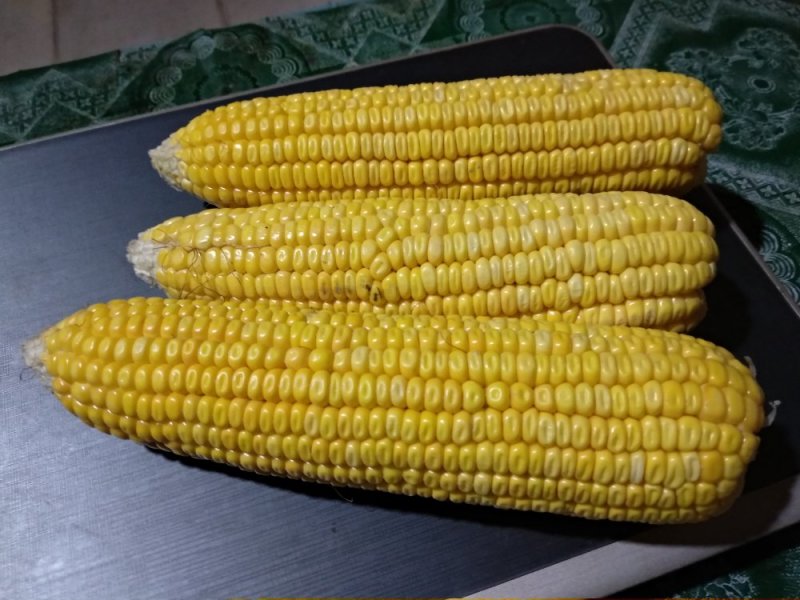 黄糯玉米粒