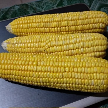 黄糯玉米粒