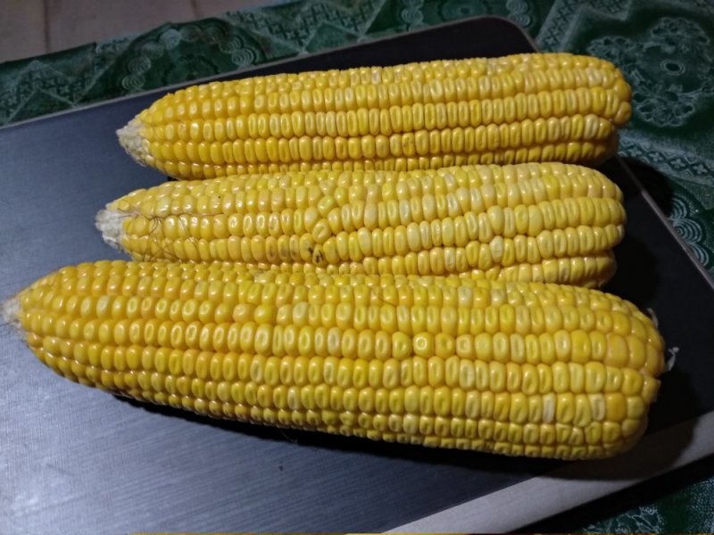 黄糯玉米粒