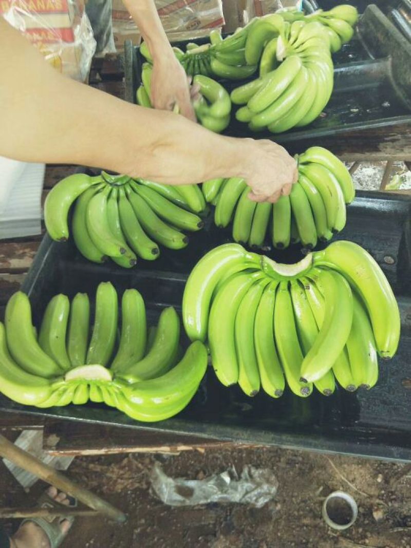 海南香蕉