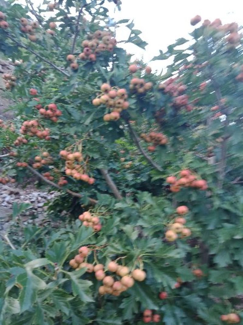 甜红子山楂