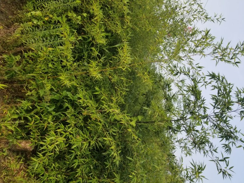 墨竹，紫竹