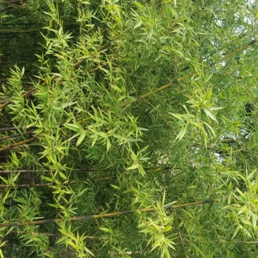墨竹，紫竹