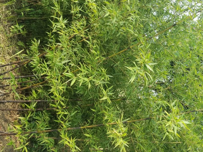 墨竹，紫竹
