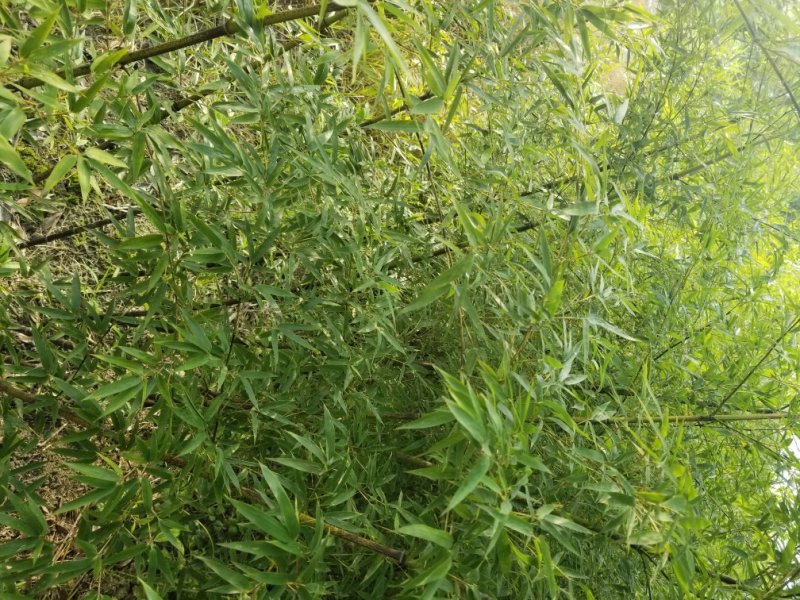 墨竹，紫竹