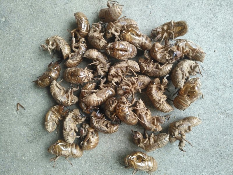 蝉蜕沙地货净货大量现货