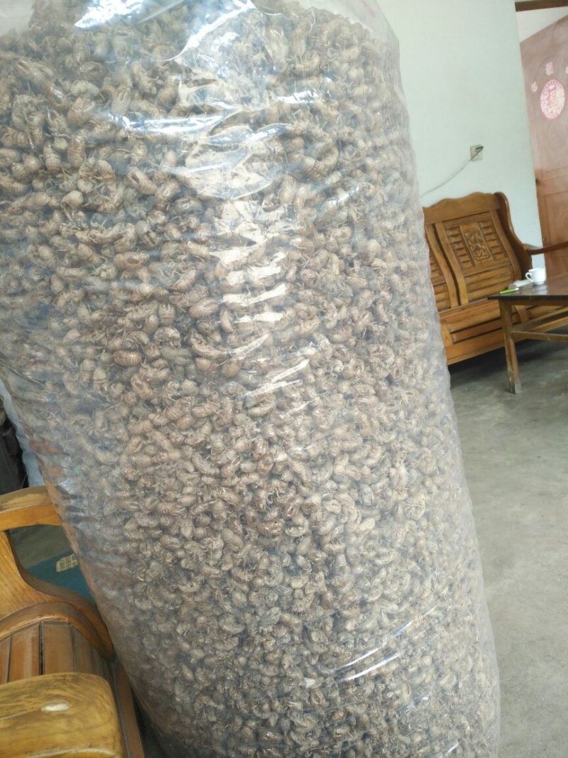 蝉蜕沙地货净货大量现货