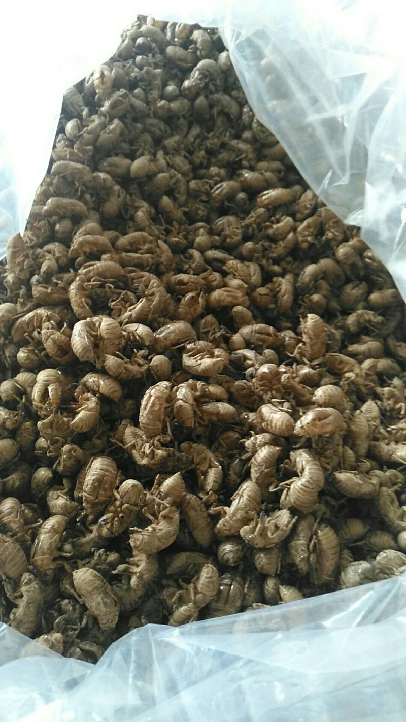 蝉蜕沙地货净货大量现货