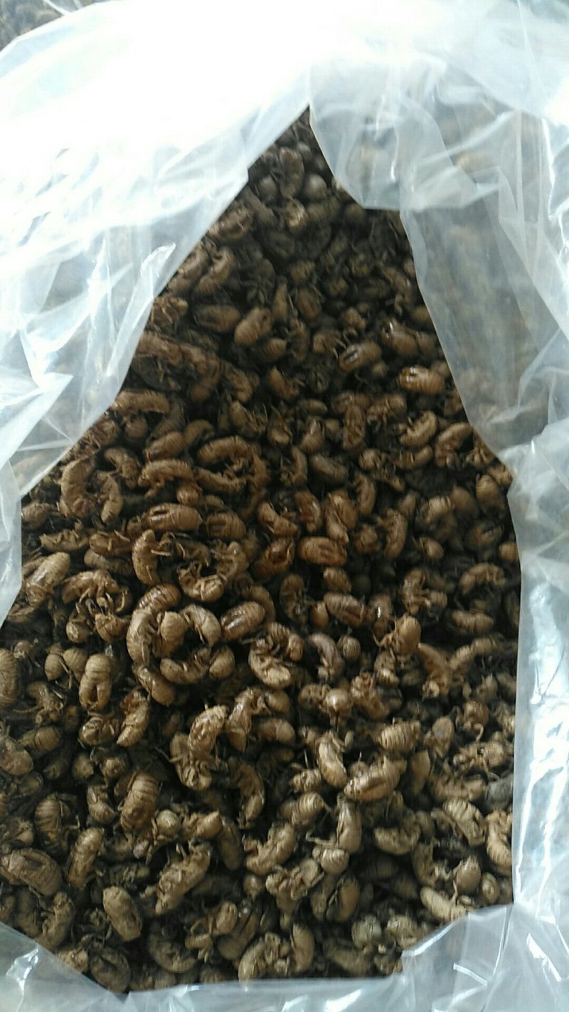 蝉蜕沙地货净货大量现货