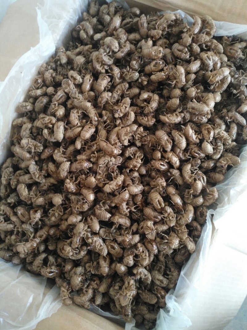 蝉蜕沙地货净货大量现货