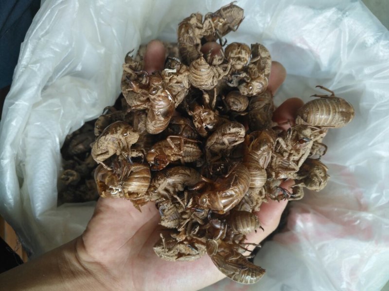 蝉蜕沙地货净货大量现货