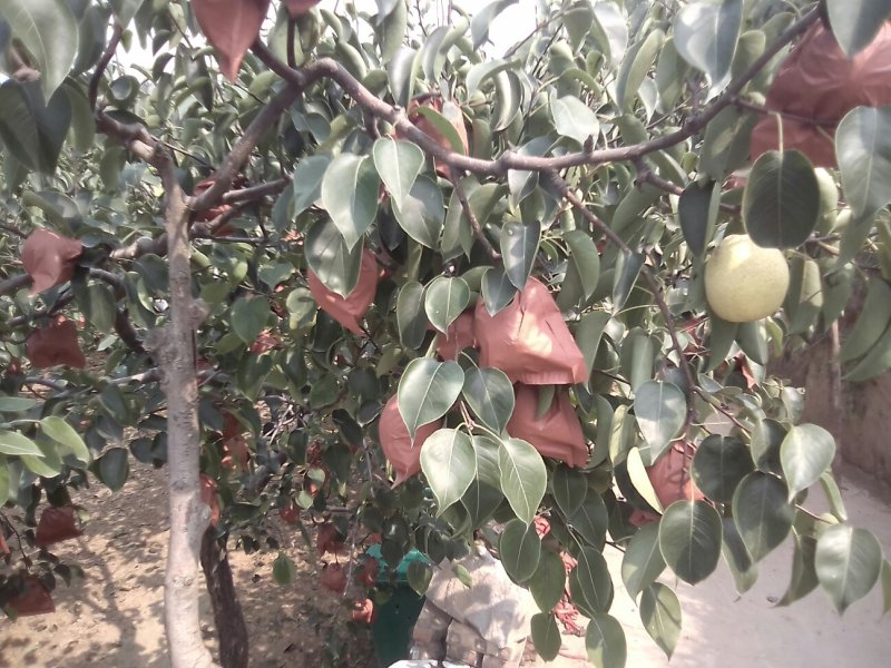 孟津酥梨。种植历史悠久，高山果园，香甜酥脆，