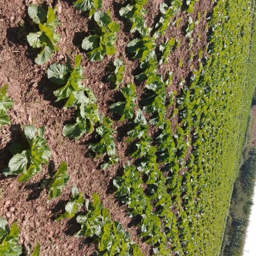 大白菜，量大从优