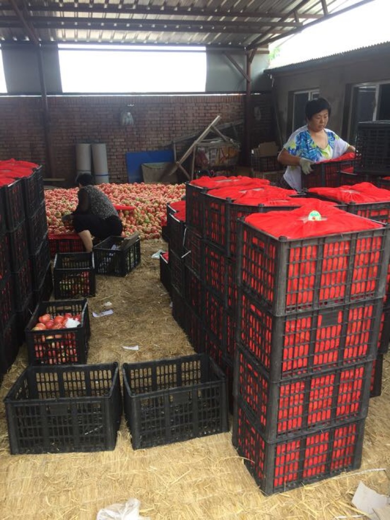 精品西红柿大量上市中！