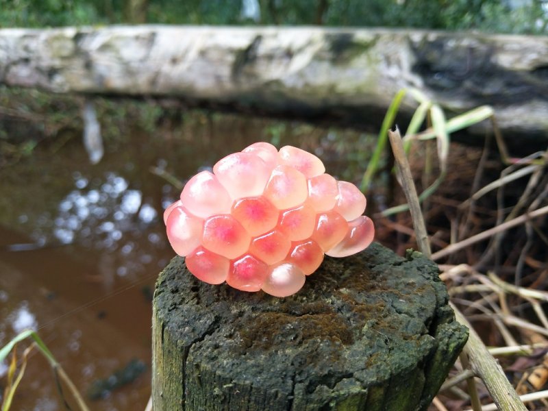 石榴