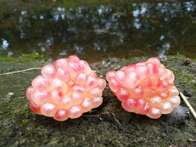 石榴