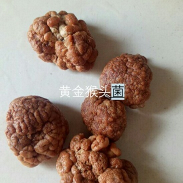 出售核桃菌，35至55元一斤，白木耳最底价钱出售欢迎光临