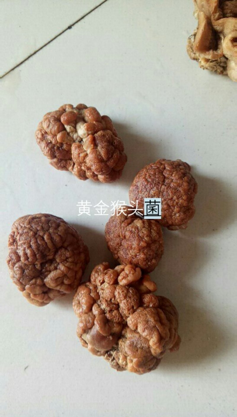 出售核桃菌，35至55元一斤，白木耳最底价钱出售欢迎光临