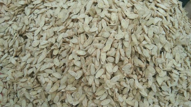 甘肃岷县:黄芪切片，黄芪直条。