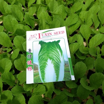 白菜苗，农家育苗基地。常年供应各种各样白菜苗。欢迎全国各
