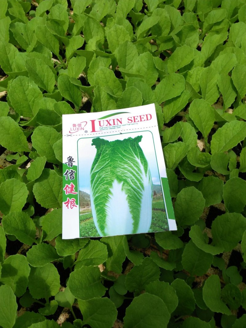 白菜苗，农家育苗基地。常年供应各种各样白菜苗。欢迎全国各