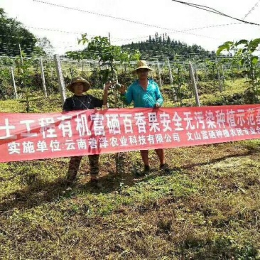 百香果