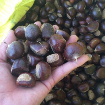 板栗预售，颗粒饱满，价格便宜