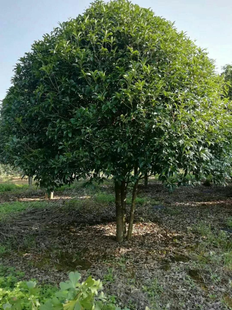 大量出售丛生桂花25/30公分