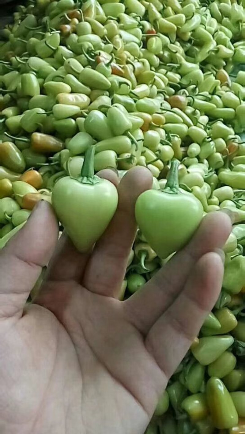 酸糟辣椒