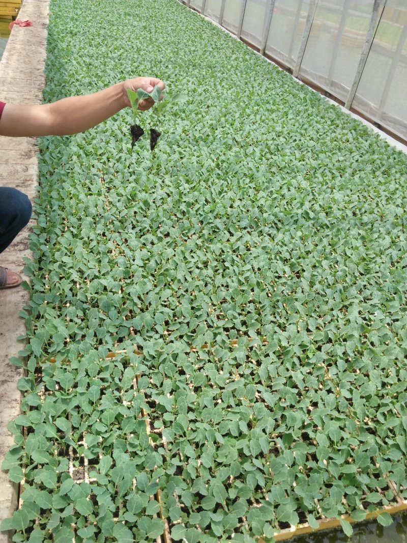甘蓝苗，农家蔬菜育苗，常年供应各种各样蔬菜。