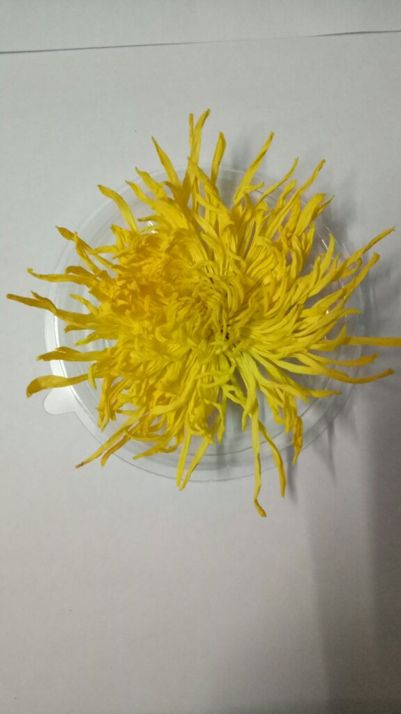 金丝皇菊茶
