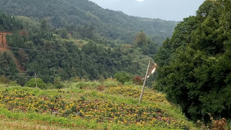 金丝皇菊茶