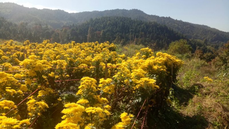 金丝皇菊茶