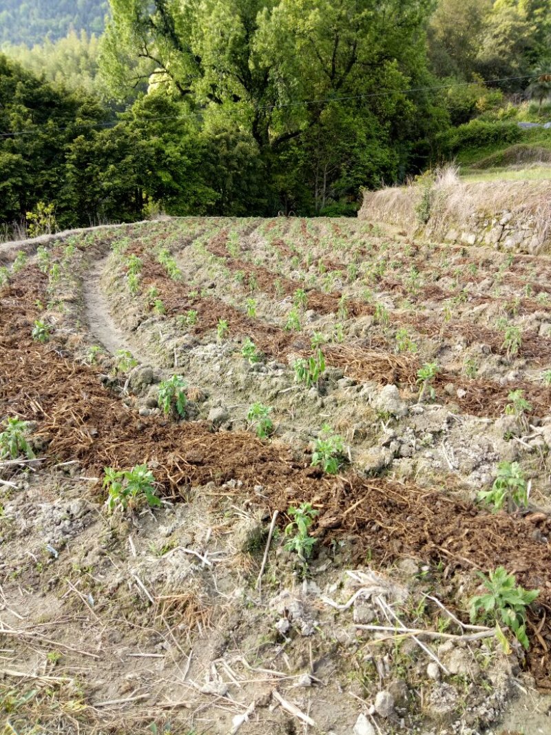 金丝皇菊茶