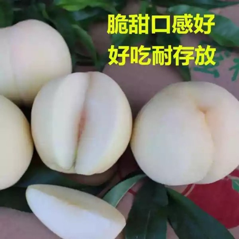 安徽安庆太湖大白桃白蟠桃
