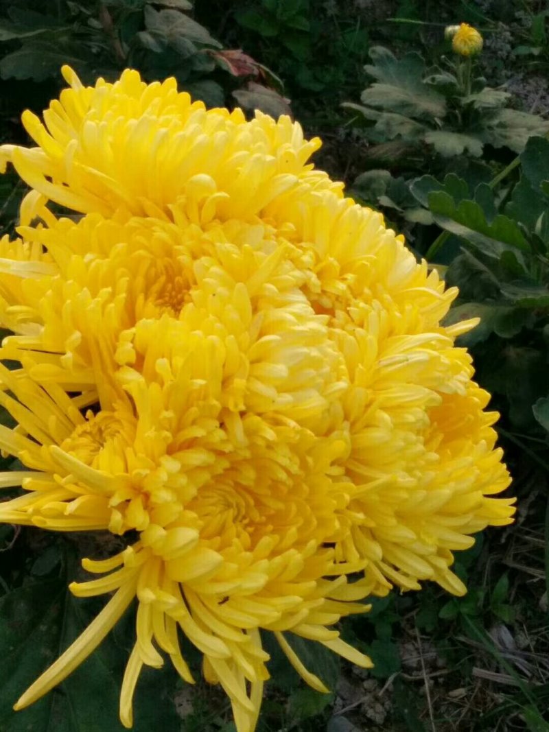 菊花茶