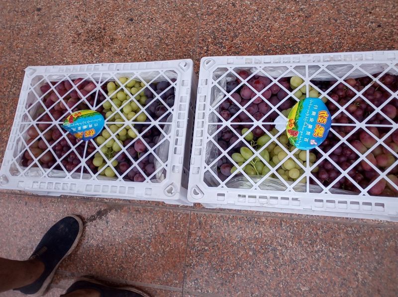 红提葡萄