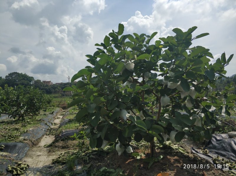 红宝石芭乐