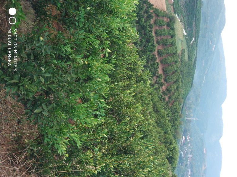 特早蜜橘柑橘坡地现货质量好诚信代办