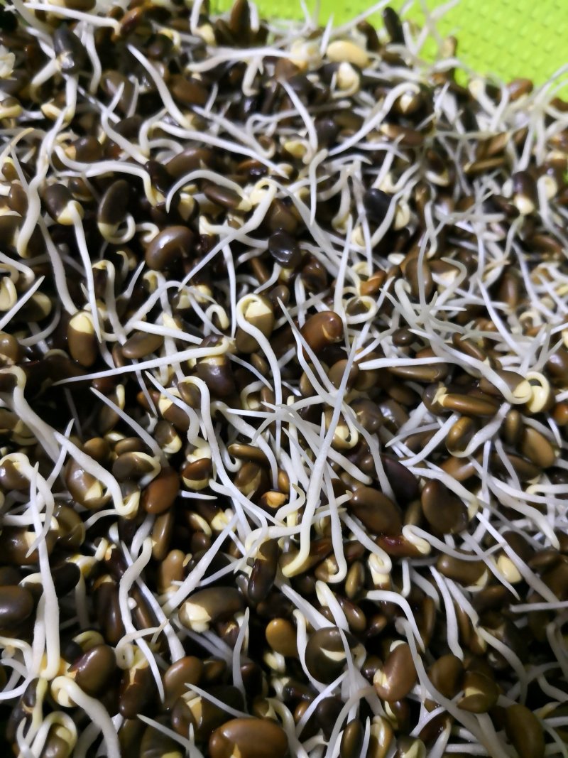 免费提供豆芽技术