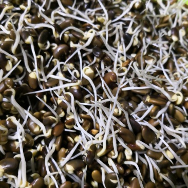免费提供豆芽技术