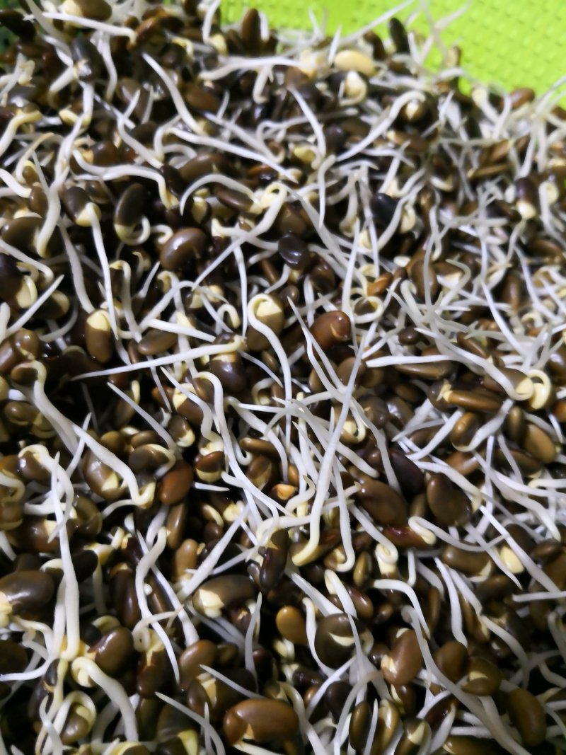 免费提供豆芽技术