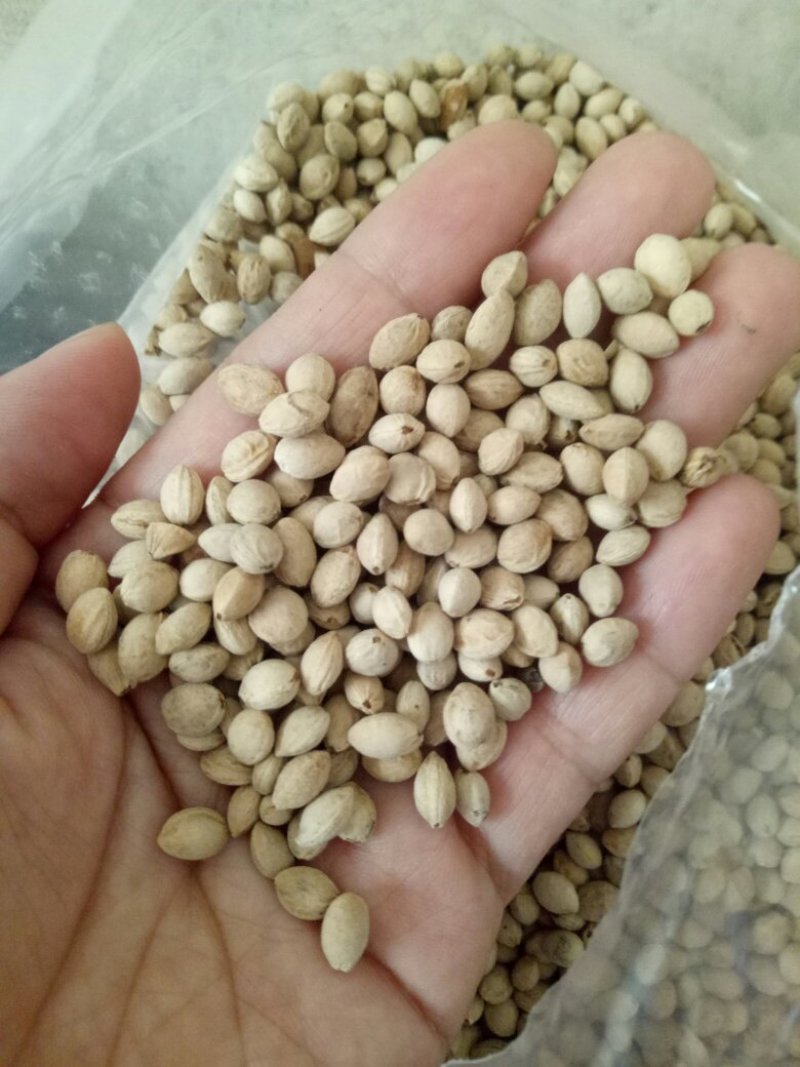 樱桃种子大叶青樱桃沙藏好的樱桃种子