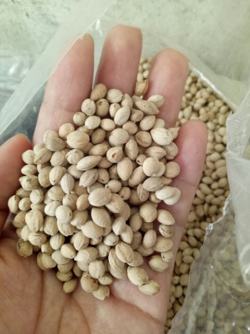 樱桃种子大叶青樱桃沙藏好的樱桃种子