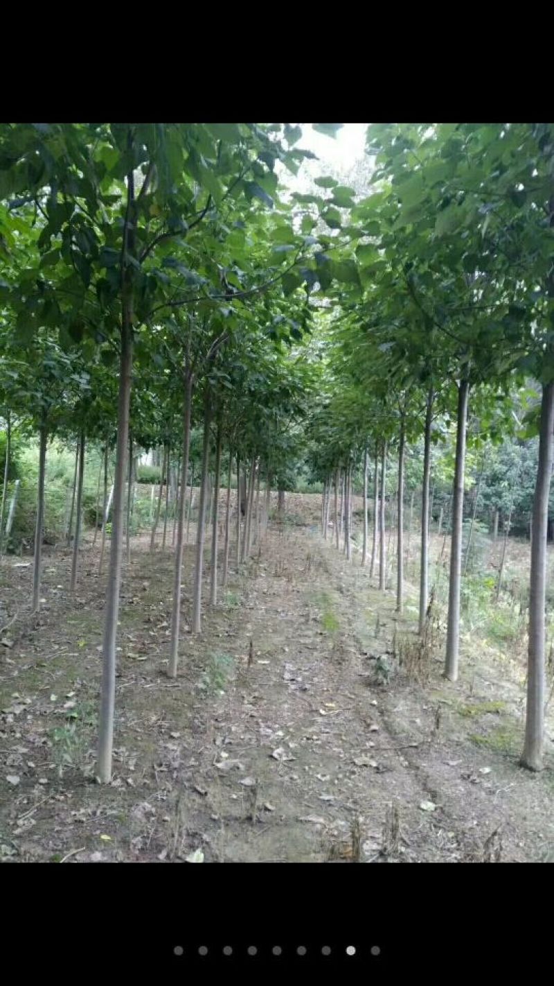 金丝楸，