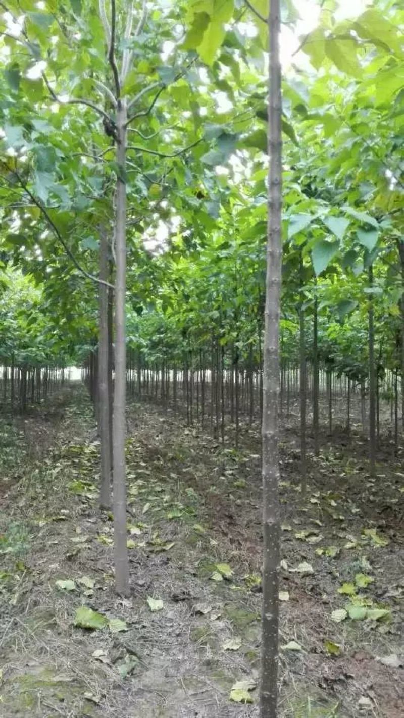 金丝楸，