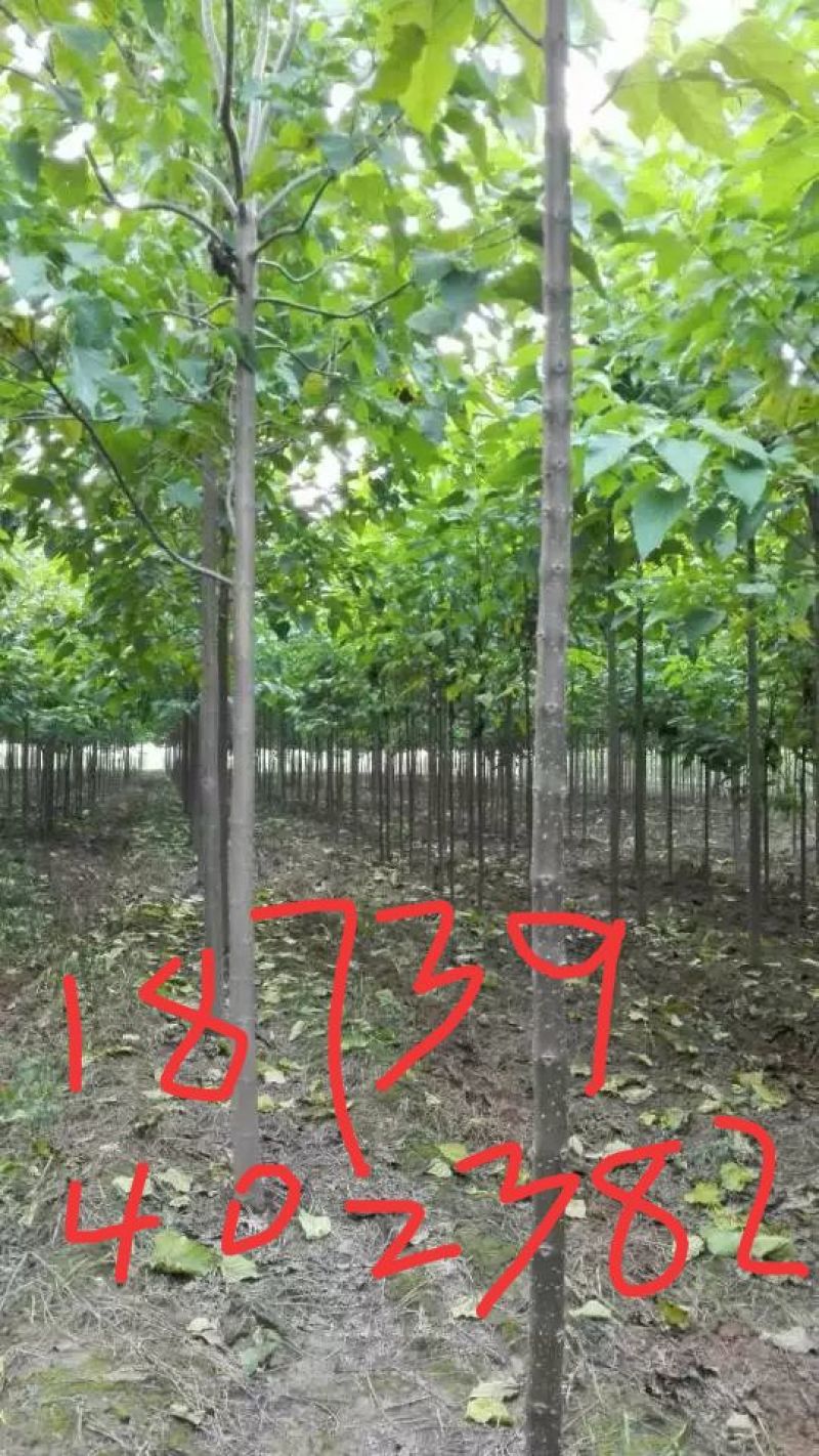 金丝楸，