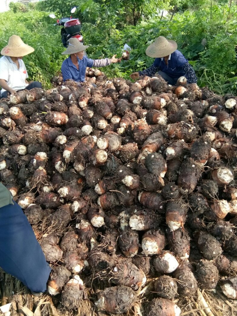 芋头