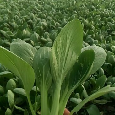 千亩种植基地直供【精品小油菜】江苏小青菜颗形好质量保证