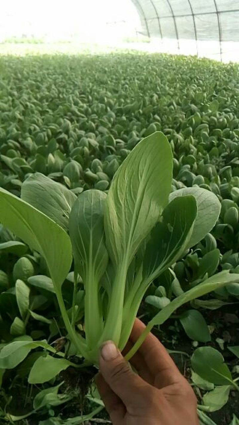 千亩种植基地直供【精品小油菜】江苏小青菜颗形好质量保证